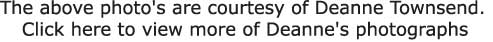 The above photo's are courtesy of Deanne Townsend. 

Click here to view more of Deanne's photographs